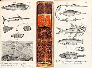 Ausführliche Naturgeschichte der Fische und der wirbellosen Thiere in systematischer Ordnung mit ...