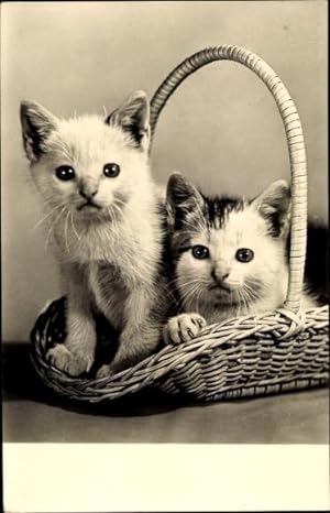 Ansichtskarte / Postkarte Zwei kleine Katzen in einem Flechtkorb