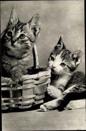 Ansichtskarte / Postkarte Zwei getigerte Katzen, Flechtkorb