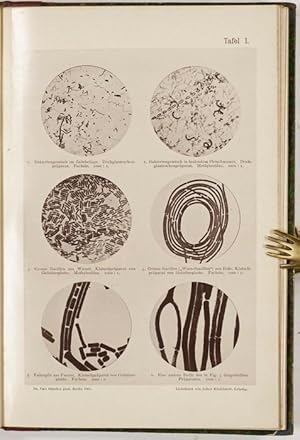 Einführung in das Studium der Bakteriologie mit besonderer Berücksichtigung der mikroskopischen T...