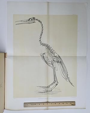 Seller image for Odontornithes: A monograph on the extinct toothed birds of North America; with thirty-four plates and forty woodcuts. [Geological Exploration of the Fortieth Parallel [King Survey]. [LARGE PAPER, LIMITED PRINTING, FOLIO EDITION]. [First edition.] for sale by Olde Geologist Books