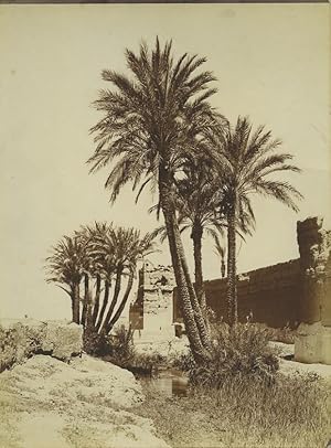 Morocco Marrakech City Wall Palm Trees Old Photo Felix 1915