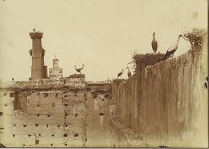 Morocco Marrakech Storks on Rooftops Old Photo Felix 1915