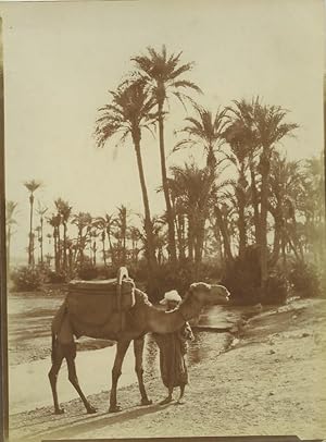 Morocco Marrakech Palmeraie Palm Grove Camel Old Photo Felix 1915