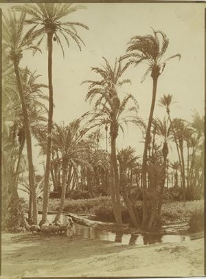 Morocco Marrakech Palmeraie Palm Grove Shepherd Old Photo Felix 1915