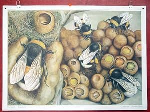 Schulwandbild Nr. 125 - Hummeln Bourdons Calabroni Bumble-Bees.