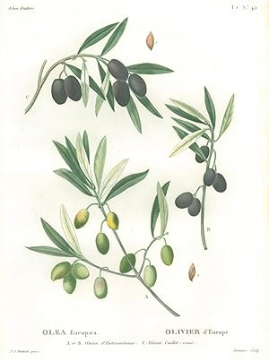 PFLANZEN. - Olivenbaum. "Olea Europaea. Olivier d'Europe". Zweige von drei verschiedenen Olivenbä...