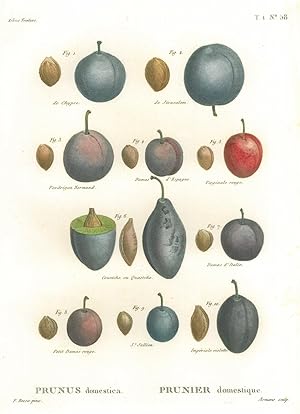 FRÜCHTE. - Pflaume. "Prunus domestica. Prunier domestique". Darstellung von zehn verschiedenen Pf...