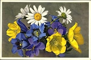 Bild des Verkufers fr Ansichtskarte / Postkarte Chrysanthemum Leucanthemum, Gentiana Kochiana, Viola calcarata, Anemone alpina sulphurea zum Verkauf von akpool GmbH