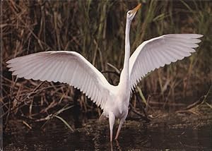 Seller image for Naturfotografie - Jahrbuch 1985/86. for sale by Versandantiquariat Nussbaum