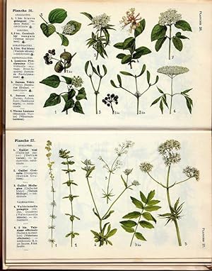 Bild des Verkufers fr Plantes mdicinales plantes mellifres plantes utiles et Nuisibles zum Verkauf von ARTLINK