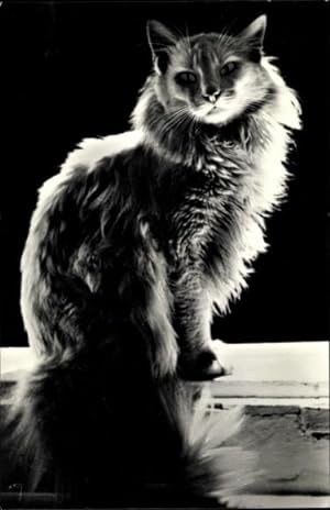 Ansichtskarte / Postkarte Katze, Langes Fell, Seitenansicht