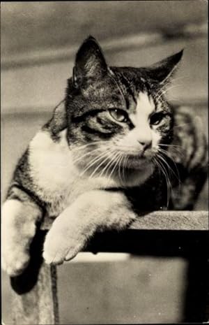 Ansichtskarte / Postkarte Katze, Sitzend, Beobachtend
