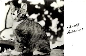 Ansichtskarte / Postkarte Katze, Kitten, Seitenansicht, Hartelyk Gefeliciteerd