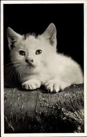 Ansichtskarte / Postkarte Drei Katzen, Kitten, Körbchen
