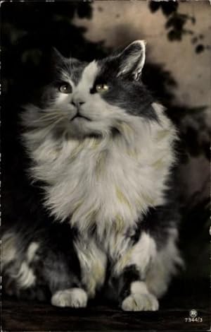 Ansichtskarte / Postkarte Katze, Kitten, Langhaarig, Porträt, RPH 7344 3