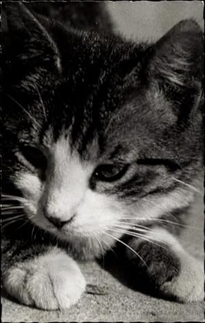 Ansichtskarte / Postkarte Katze, Kitten, Getigert, Nahaufnahme