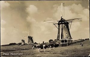 Bild des Verkufers fr Ansichtskarte / Postkarte Niederlande, Windmhlen, Rinder zum Verkauf von akpool GmbH
