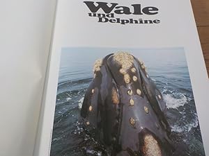 Bild des Verkufers fr Wale und Delphine. zum Verkauf von Antiquariat Bookfarm
