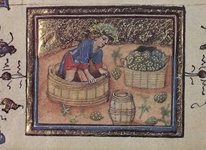 Treading Grapes Belgium Farming Flemish Medieval Book Postcard