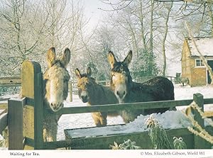 Hampshire Horses Donkeys Waiting For Tea in Farm At Christmas Postcard