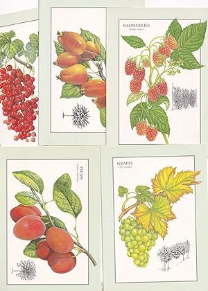Crab Apples Raspberries Red Currants Grapes 5x Readers Digest Postcard s