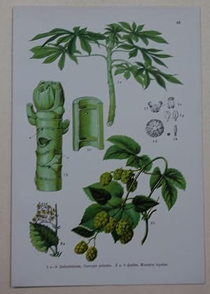 Bild des Verkufers fr Hopfen (Humulus lupulus) und Imbaubabaum (Ameinsenbaum / Trompetenbaum), Cecropia palmata. 2 Abbildungen und Details auf 1 Blatt. zum Verkauf von Antiquariat Martin Barbian & Grund GbR