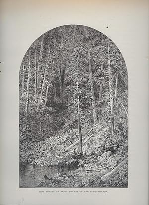 Seller image for Pine Forest On West Branch Of The Susquehanna, Illustration for sale by Legacy Books II