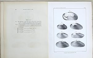 Die Binnenmollusken der nördlich gemässigten Länder von Europa und Asien und der arktischen Länder,