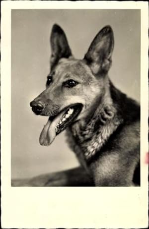 Foto Ansichtskarte / Postkarte Hundeportrait, Schäferhund
