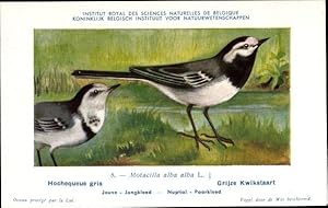 Seller image for Knstler Ansichtskarte / Postkarte Dupond, Hub., Motacilla alba alba, Grijze Kwikstaart, Nr. 8 for sale by akpool GmbH