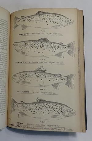 Seller image for Trout In New Zealand: Where To Go And How To Catch Them for sale by Renaissance Books, ANZAAB / ILAB