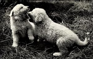 Bild des Verkufers fr Ansichtskarte / Postkarte Zwei Hundewelpen zum Verkauf von akpool GmbH