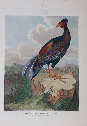 Immagine del venditore per The Fire-Back Pheasant of Java" Copper engraving by William Skelton after a drawing by William Alexander (1767-1816 ) from the "Authentic account of an embassy from the King of Great Britain to the Emperor of China; including cursory observations made, and information obtained, in travelling through that ancient empire" written by Sir George Leonard Staunton and published April 12, 1796 in London by G venduto da Inter-Antiquariaat Mefferdt & De Jonge