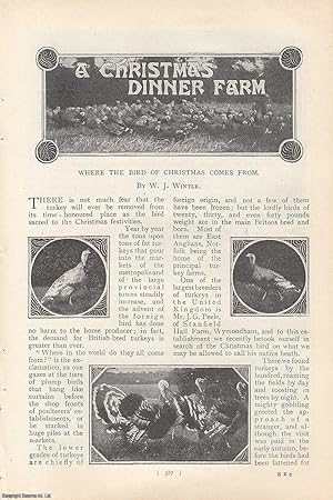 Seller image for One Of The Largest Breeders of Turkeys In The United Kingdom Is Mr. J.G. Peele, of Stanfield Hall Farm, Wymondham. A Christmas Dinner Farm : Where The Bird of Christmas Comes From. An uncommon original article from the Harmsworth London Magazine, 1901. for sale by Cosmo Books