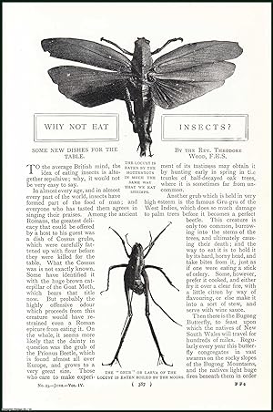 Bild des Verkufers fr Why Not Eat Insects. Some New Dishes For The Table. The Grub ; Tiger Beetle in Mexico ; The Bugong Butterfly & more. An uncommon original article from the Harmsworth London Magazine 1901. zum Verkauf von Cosmo Books