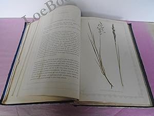 Image du vendeur pour NATURAL ILLUSTRATIONS OF THE BRITISH GRASSES - 62 DRIED GRASS SPECIMEN PLATES mis en vente par LOE BOOKS