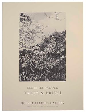 Trees & Brush