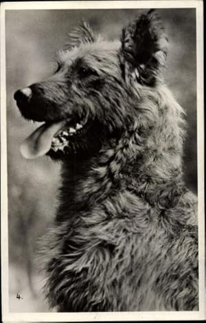 Ansichtskarte / Postkarte Hund, Portrait