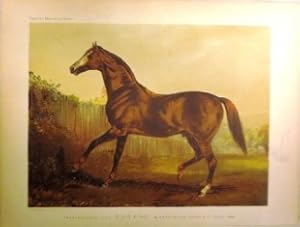 Imagen del vendedor de Thoroughbred Sire BLAIR ATHOL, Winner of the Derby & St. Leger 1864. Chromolithotafel aus Cassell's Book of the Horse. (Plate 2). Blattgre: ca 27,5x20,5 cm (Bildgre ca 22x16,5 cm). a la venta por Antiquariat Ursula Hartmann