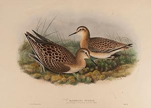 Imagen del vendedor de Ruff and Reeve in the plumage of the first Autumn. (Machetes Pugnax.) a la venta por Henry Sotheran Ltd