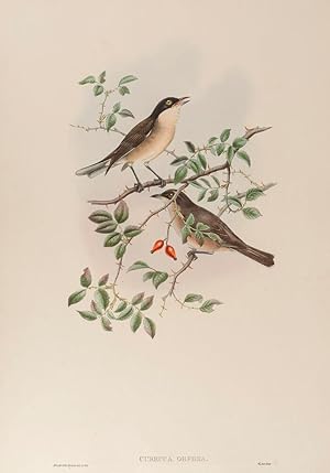 Imagen del vendedor de Orphean Warbler. (Curruca Orphea.) a la venta por Henry Sotheran Ltd