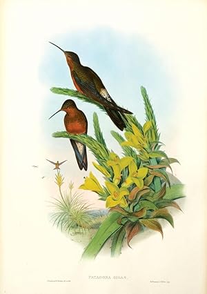 Image du vendeur pour Giant Humming-bird [Giant Hummingbird]. mis en vente par Henry Sotheran Ltd