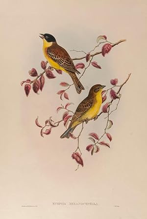 Imagen del vendedor de Black-headed Bunting. (Euspiza Melanocephala.) a la venta por Henry Sotheran Ltd