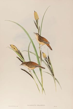 Imagen del vendedor de Sedge Warbler, or Chat. (Calamodyta Phragmitis.) a la venta por Henry Sotheran Ltd