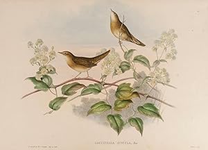 Imagen del vendedor de Grasshopper Warbler. (Locustella Avicula.) a la venta por Henry Sotheran Ltd