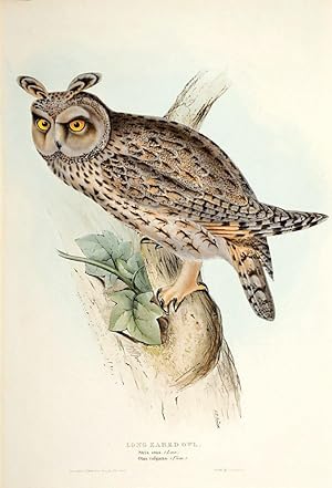 Seller image for Long Eared Owl. for sale by Henry Sotheran Ltd