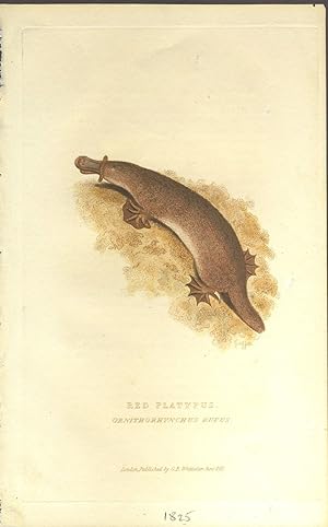 Red platypus, Ornithorhynchus rufus. Color engraving