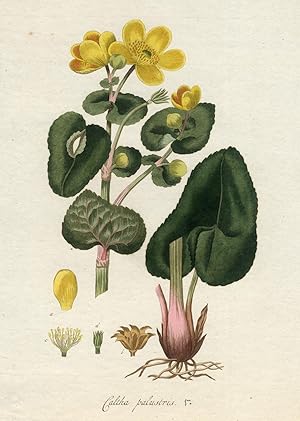Antique Print-CALTHA PALUSTRIS-MARSH-MARIGOLD-KINGCUP-PL5-Flora Batava-Sepp-1800