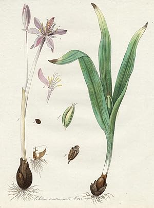 Antique Print-COLCHICUM AUTUMNALE-AUTUMN CROCUS-PL. 782-Flora Batava-Sepp-1800